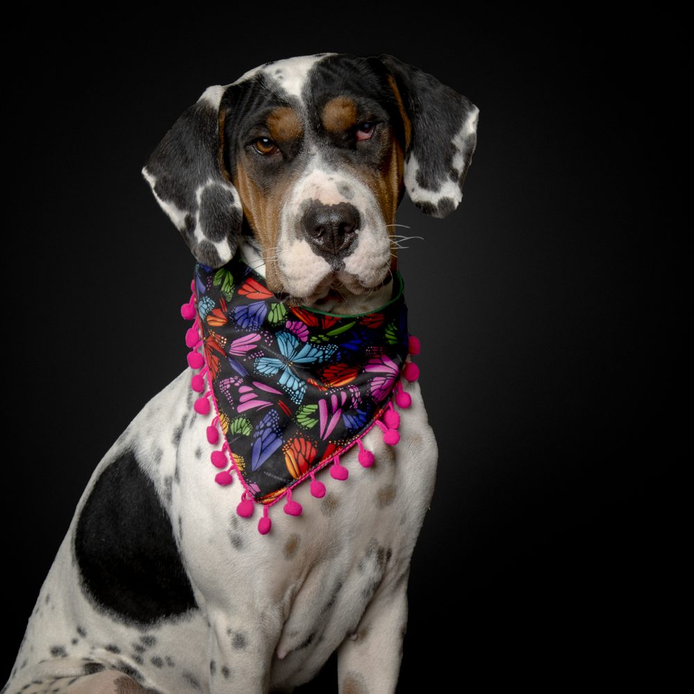 Momo, perro con alergias alimentarias que mejoró su piel con comida natural Biif