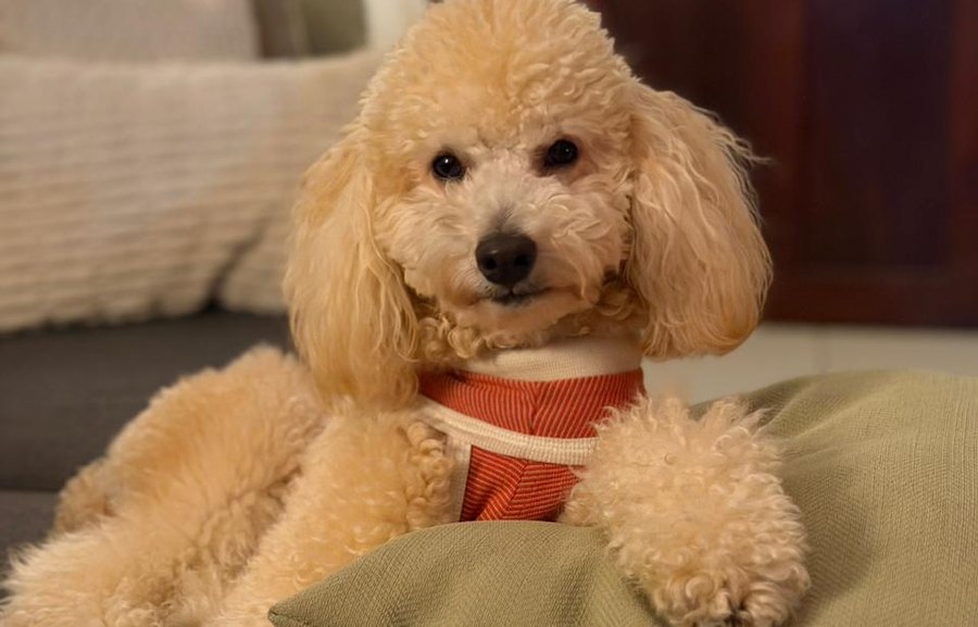 Paco, perro con más energía desde que come comida natural Biif
