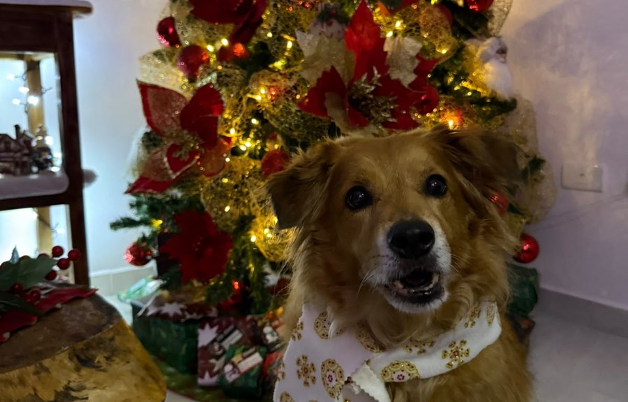 Tommy, perro que come comida natural Biif